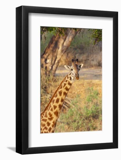 Africa, Tanzania. A giraffe stands under a large tree.-Ellen Goff-Framed Photographic Print