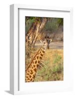 Africa, Tanzania. A giraffe stands under a large tree.-Ellen Goff-Framed Photographic Print