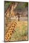Africa, Tanzania. A giraffe stands under a large tree.-Ellen Goff-Mounted Photographic Print