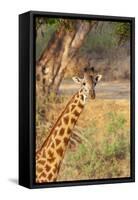 Africa, Tanzania. A giraffe stands under a large tree.-Ellen Goff-Framed Stretched Canvas