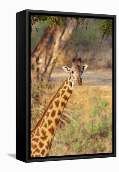 Africa, Tanzania. A giraffe stands under a large tree.-Ellen Goff-Framed Stretched Canvas