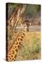 Africa, Tanzania. A giraffe stands under a large tree.-Ellen Goff-Stretched Canvas