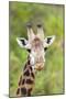Africa, Tanzania. A head shot of a Masai giraffe.-Ellen Goff-Mounted Photographic Print