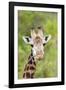 Africa, Tanzania. A head shot of a Masai giraffe.-Ellen Goff-Framed Photographic Print