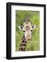 Africa, Tanzania. A head shot of a Masai giraffe.-Ellen Goff-Framed Photographic Print