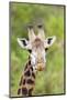 Africa, Tanzania. A head shot of a Masai giraffe.-Ellen Goff-Mounted Photographic Print