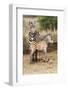 Africa, Tanzania. A very young zebra foal stands with its mother.-Ellen Goff-Framed Photographic Print