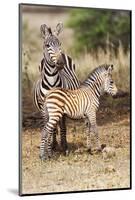 Africa, Tanzania. A very young zebra foal stands with its mother.-Ellen Goff-Mounted Photographic Print