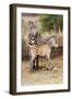 Africa, Tanzania. A very young zebra foal stands with its mother.-Ellen Goff-Framed Photographic Print