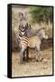 Africa, Tanzania. A very young zebra foal stands with its mother.-Ellen Goff-Framed Stretched Canvas