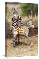 Africa, Tanzania. A very young zebra foal stands with its mother.-Ellen Goff-Stretched Canvas