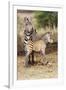 Africa, Tanzania. A very young zebra foal stands with its mother.-Ellen Goff-Framed Photographic Print