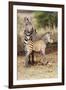 Africa, Tanzania. A very young zebra foal stands with its mother.-Ellen Goff-Framed Photographic Print