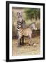 Africa, Tanzania. A very young zebra foal stands with its mother.-Ellen Goff-Framed Photographic Print