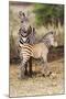 Africa, Tanzania. A very young zebra foal stands with its mother.-Ellen Goff-Mounted Photographic Print