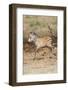 Africa, Tanzania. A very young zebra foal trots towards it mother.-Ellen Goff-Framed Photographic Print