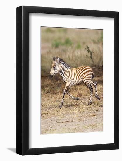 Africa, Tanzania. A very young zebra foal trots towards it mother.-Ellen Goff-Framed Photographic Print