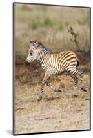 Africa, Tanzania. A very young zebra foal trots towards it mother.-Ellen Goff-Mounted Photographic Print