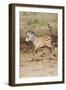 Africa, Tanzania. A very young zebra foal trots towards it mother.-Ellen Goff-Framed Photographic Print
