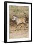 Africa, Tanzania. A very young zebra foal trots towards it mother.-Ellen Goff-Framed Photographic Print