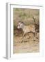 Africa, Tanzania. A very young zebra foal trots towards it mother.-Ellen Goff-Framed Photographic Print