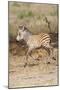 Africa, Tanzania. A very young zebra foal trots towards it mother.-Ellen Goff-Mounted Photographic Print