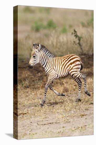 Africa, Tanzania. A very young zebra foal trots towards it mother.-Ellen Goff-Stretched Canvas