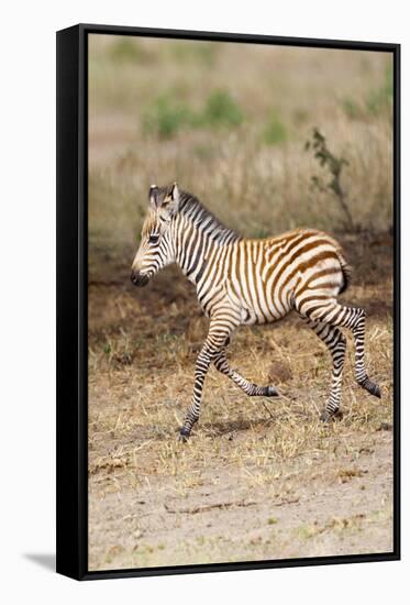 Africa, Tanzania. A very young zebra foal trots towards it mother.-Ellen Goff-Framed Stretched Canvas