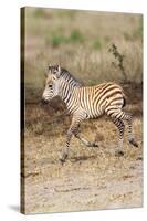 Africa, Tanzania. A very young zebra foal trots towards it mother.-Ellen Goff-Stretched Canvas