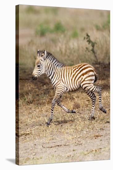 Africa, Tanzania. A very young zebra foal trots towards it mother.-Ellen Goff-Stretched Canvas