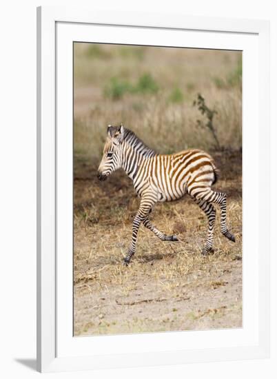 Africa, Tanzania. A very young zebra foal trots towards it mother.-Ellen Goff-Framed Photographic Print