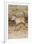 Africa, Tanzania. A very young zebra foal trots towards it mother.-Ellen Goff-Framed Photographic Print