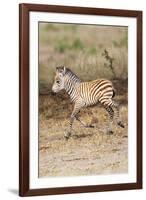 Africa, Tanzania. A very young zebra foal trots towards it mother.-Ellen Goff-Framed Photographic Print