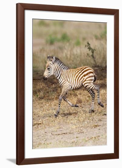 Africa, Tanzania. A very young zebra foal trots towards it mother.-Ellen Goff-Framed Photographic Print