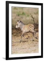 Africa, Tanzania. A very young zebra foal trots towards it mother.-Ellen Goff-Framed Photographic Print