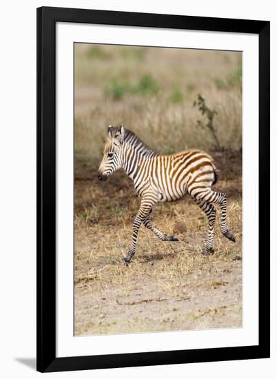 Africa, Tanzania. A very young zebra foal trots towards it mother.-Ellen Goff-Framed Photographic Print