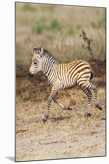 Africa, Tanzania. A very young zebra foal trots towards it mother.-Ellen Goff-Mounted Photographic Print