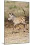Africa, Tanzania. A very young zebra foal trots towards it mother.-Ellen Goff-Mounted Photographic Print