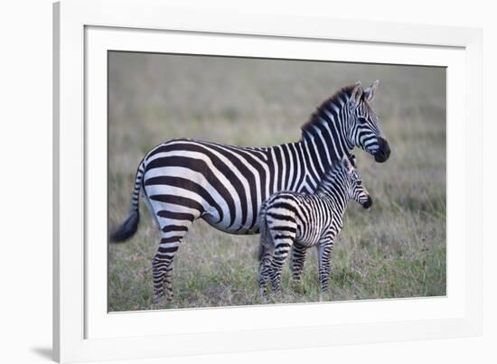 Africa, Tanzania. A young foal stands next to its mother.-Ellen Goff-Framed Photographic Print