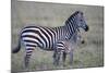 Africa, Tanzania. A young foal stands next to its mother.-Ellen Goff-Mounted Photographic Print