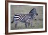 Africa, Tanzania. A young foal stands next to its mother.-Ellen Goff-Framed Photographic Print