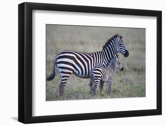 Africa, Tanzania. A young foal stands next to its mother.-Ellen Goff-Framed Photographic Print