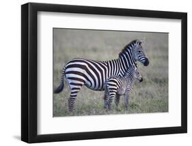 Africa, Tanzania. A young foal stands next to its mother.-Ellen Goff-Framed Photographic Print