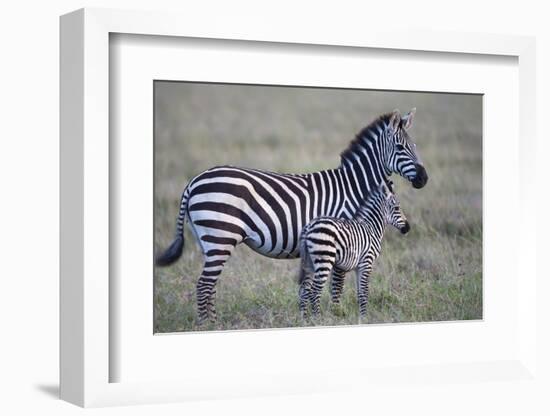 Africa, Tanzania. A young foal stands next to its mother.-Ellen Goff-Framed Photographic Print