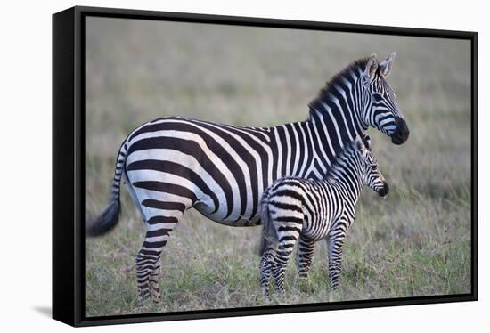 Africa, Tanzania. A young foal stands next to its mother.-Ellen Goff-Framed Stretched Canvas