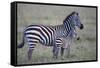 Africa, Tanzania. A young foal stands next to its mother.-Ellen Goff-Framed Stretched Canvas