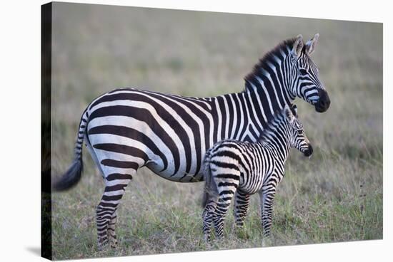 Africa, Tanzania. A young foal stands next to its mother.-Ellen Goff-Stretched Canvas