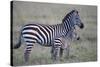 Africa, Tanzania. A young foal stands next to its mother.-Ellen Goff-Stretched Canvas