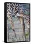 Africa, Tanzania. A young giraffe suckles.-Ellen Goff-Framed Stretched Canvas