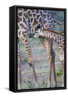 Africa, Tanzania. A young giraffe suckles.-Ellen Goff-Framed Stretched Canvas